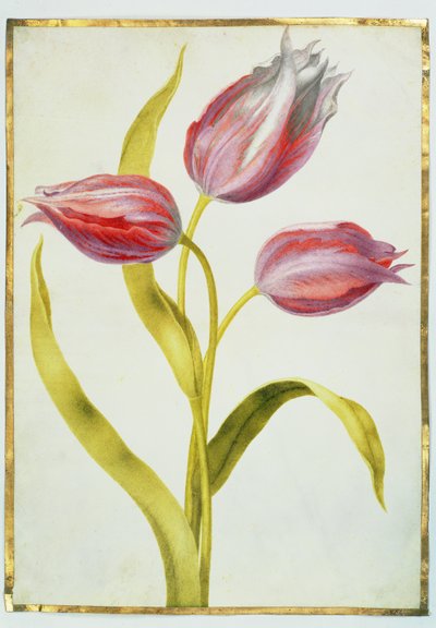 Tulpen, ca. 1675 von Nicolas Robert